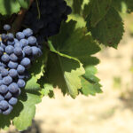 Tannat
