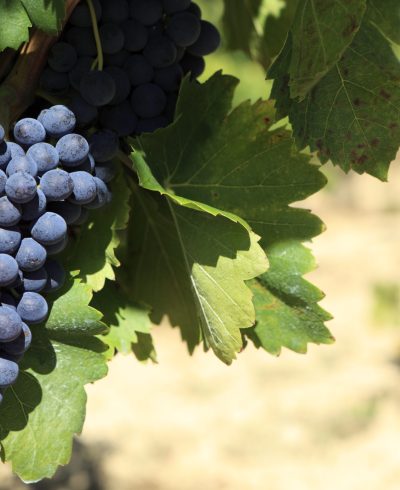 Cepage tannat