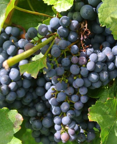 CEPAGE-MALBEC CEPAGE-MALBEC